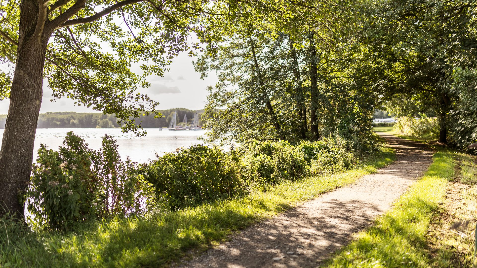 Wanderweg am See in Dersau im Sommer
